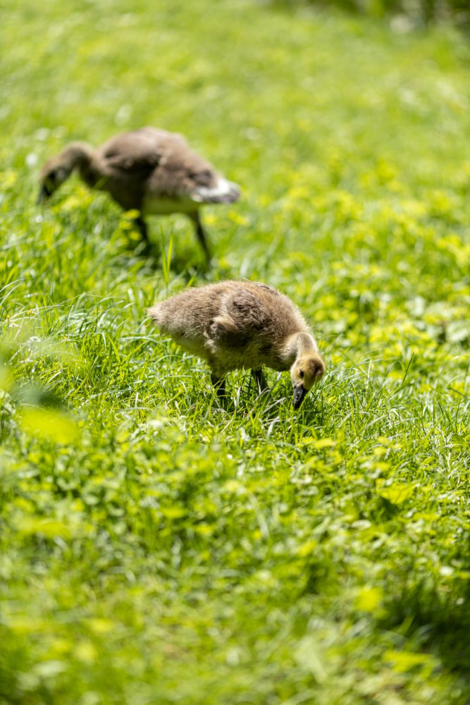 Zwei junge Gänseküken, die auf einer grünen Wiese grasen.