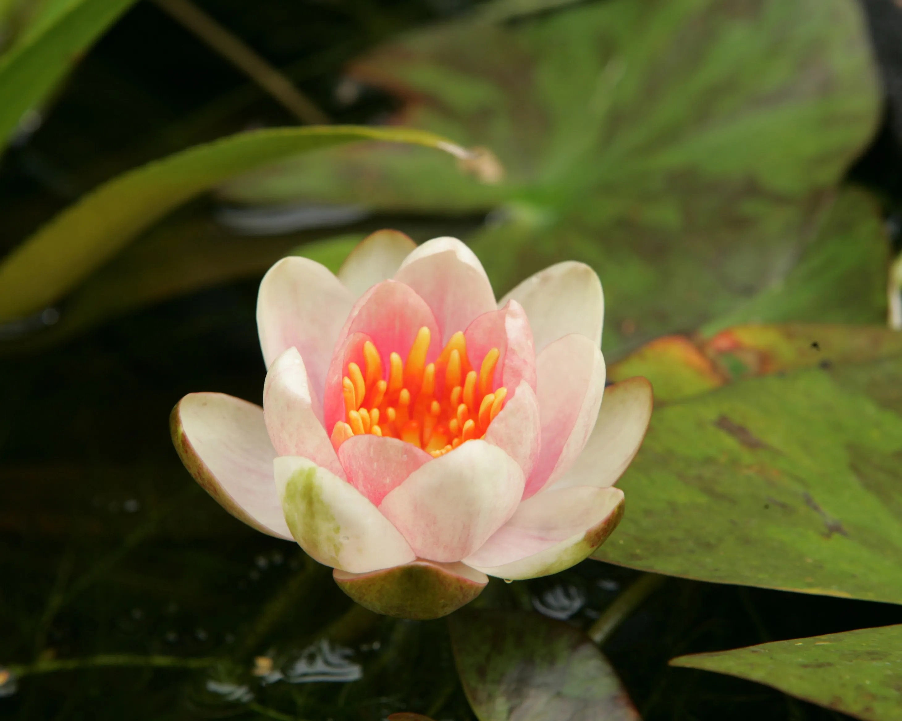 Eine rosafarbene Seerose mit gelben Staubblättern schwimmt auf einem Teich, umgeben von großen, grünen Blättern. Bild verlinkt zum Workshop