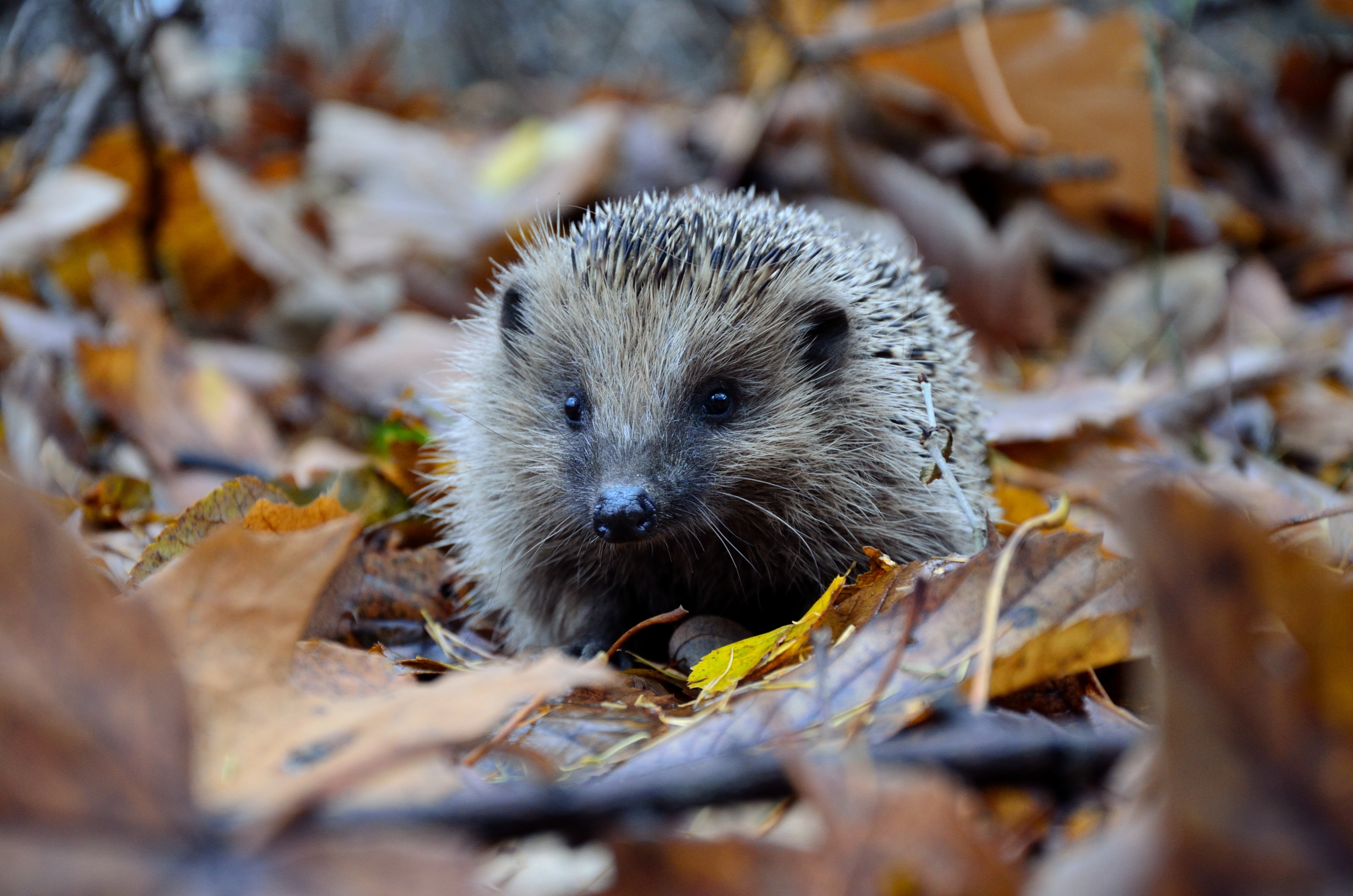 Ein Igel befindet sich in einer herbstlichen Waldszene. Er steht im Vordergrund auf einem Boden voller brauner und goldener Blätter. Die stachelige Haut des Igels ist deutlich sichtbar, und er blickt nach vorne. 