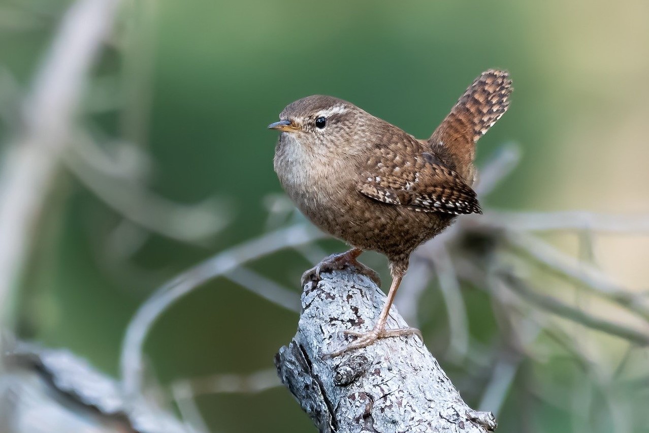Ein kleiner brauner Vogel sitzt auf einem Ast, umgeben von unscharfem Grün im Hintergrund. Der Vogel hat eine leicht erhobene Schwanzfeder und schaut nach rechts.